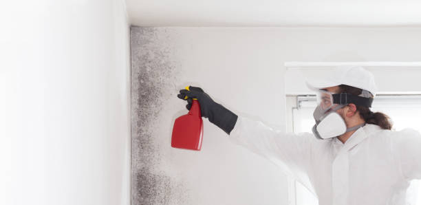 Best Mold Damage Repair  in Fairmont City, IL