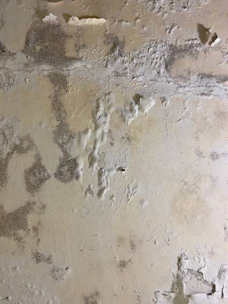 Best Black Mold Removal  in Fairmont City, IL