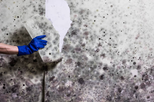Office Mold Removal Services in Fairmont City, IL